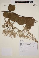 Hebanthe paniculata image