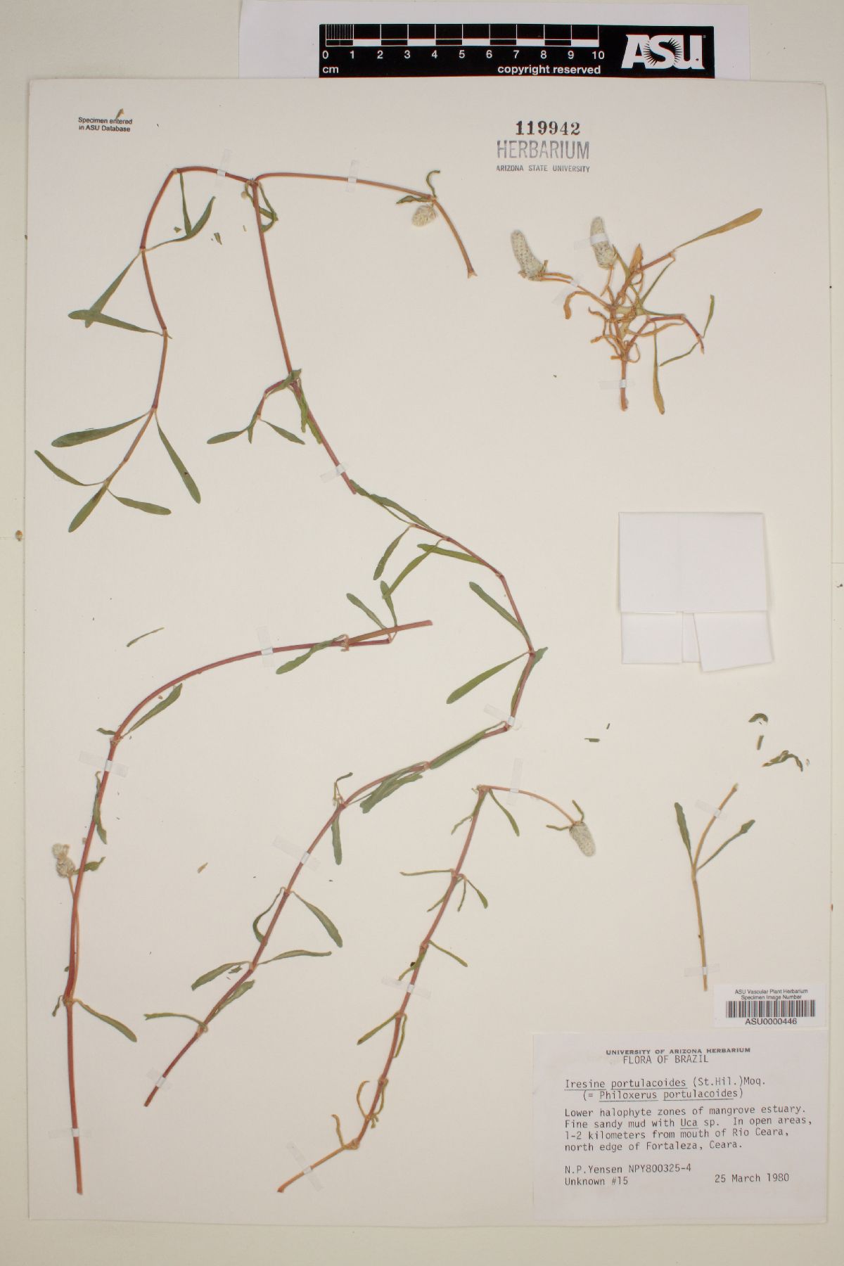 Iresine portulacoides image
