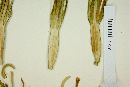 Agave angustifolia var. rubescens image