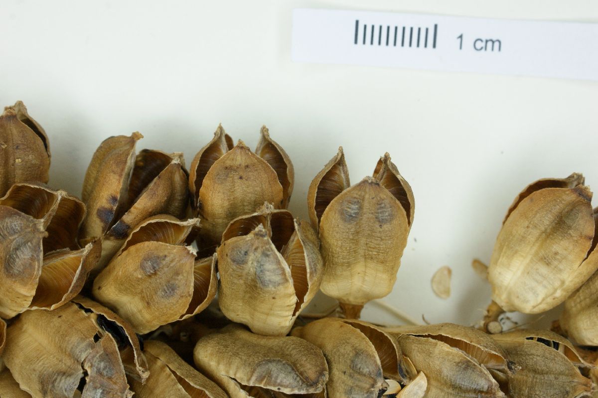 Agave angustiarum image
