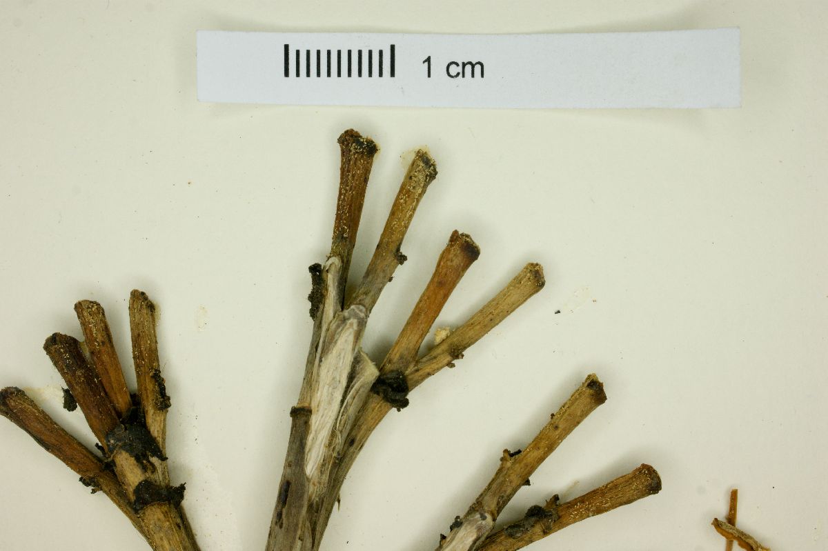 Agave americana subsp. americana image