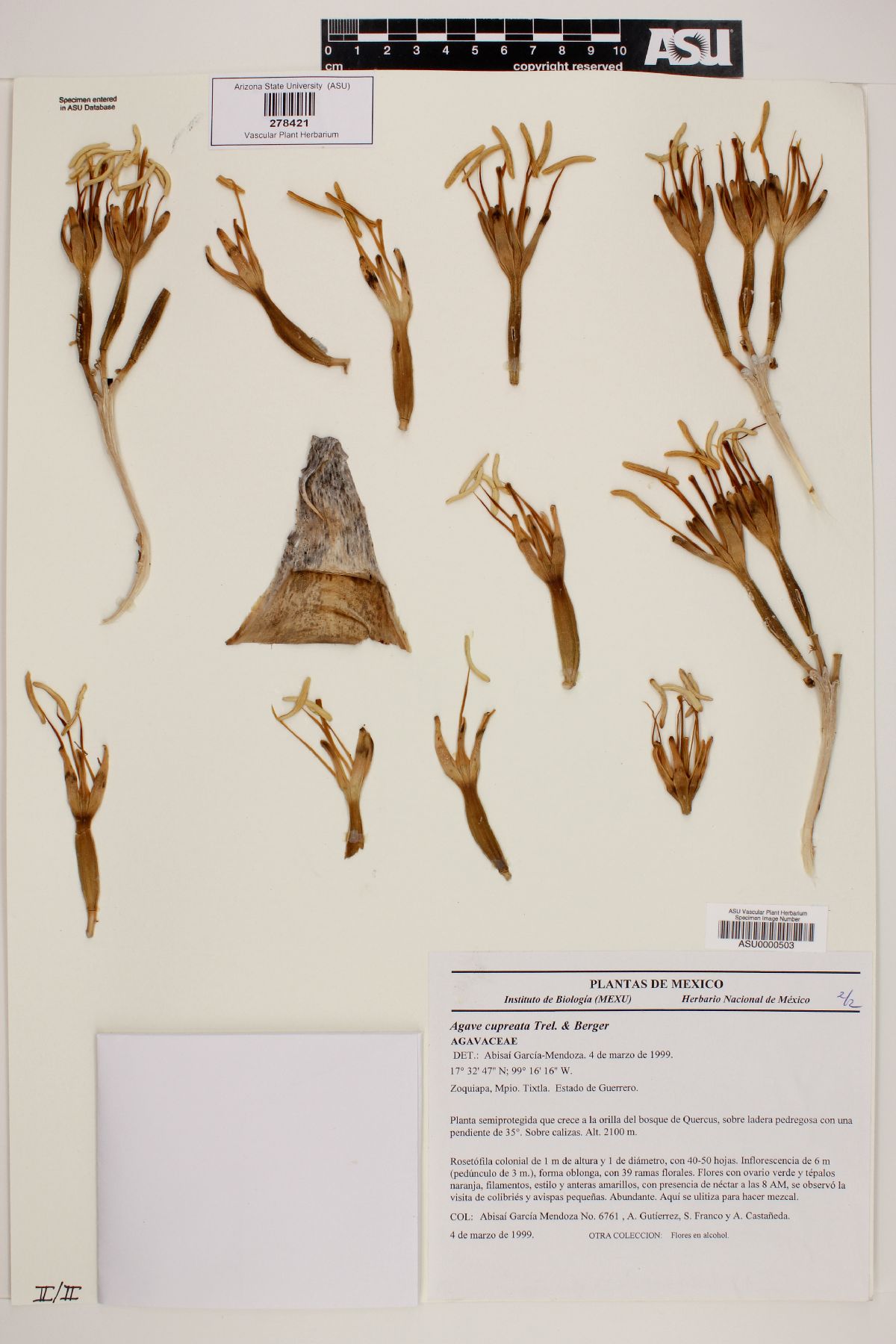 Agave cupreata image