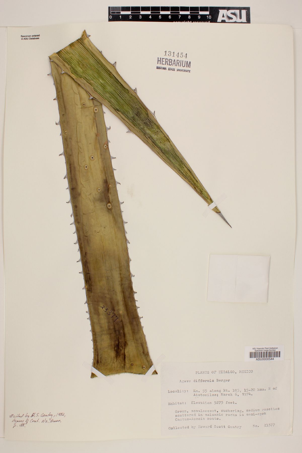 Agave difformis image