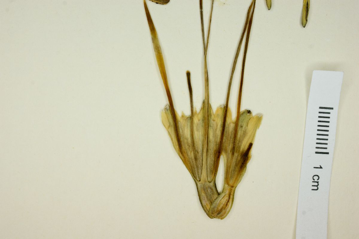 Agave falcata image