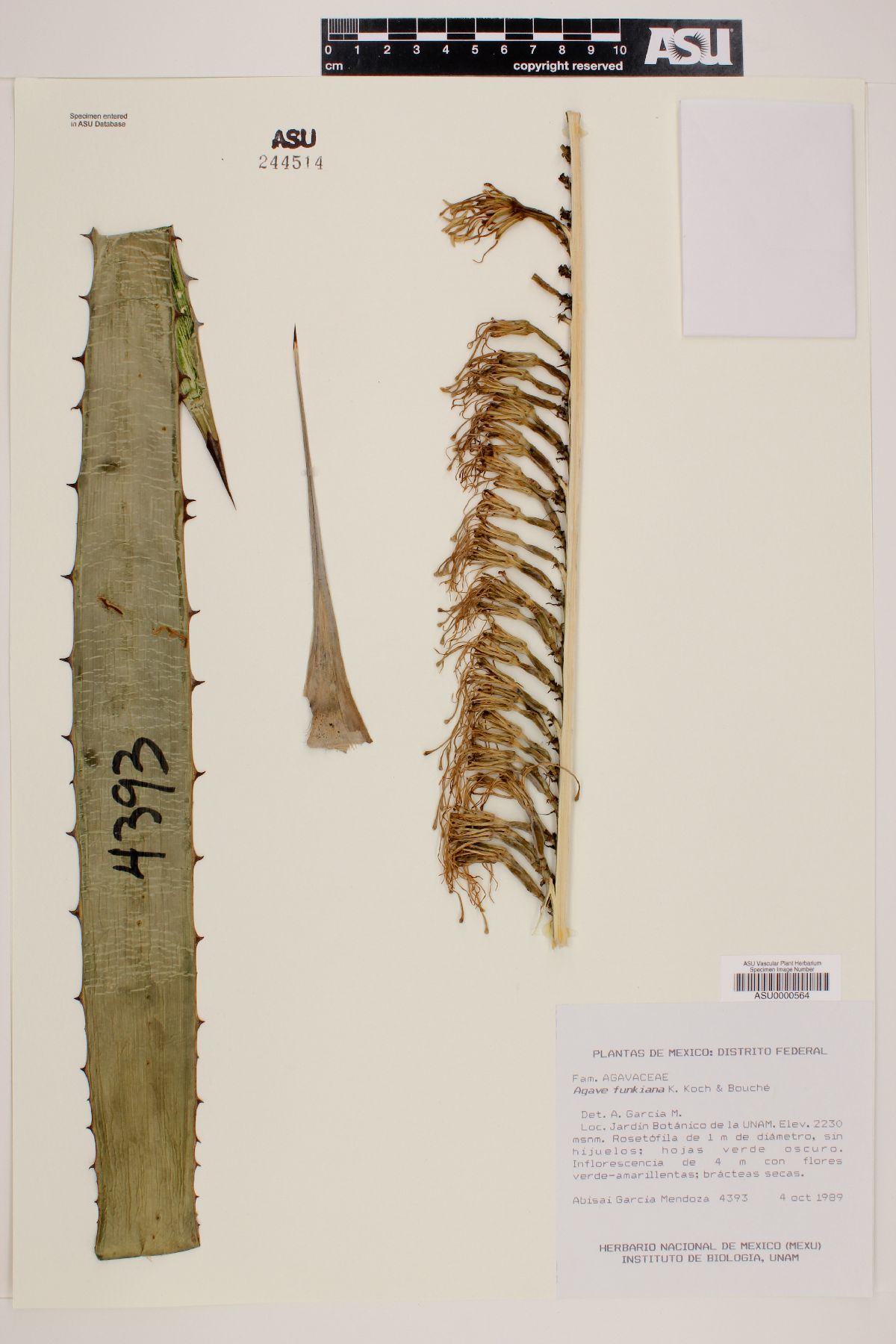 Agave funkiana image