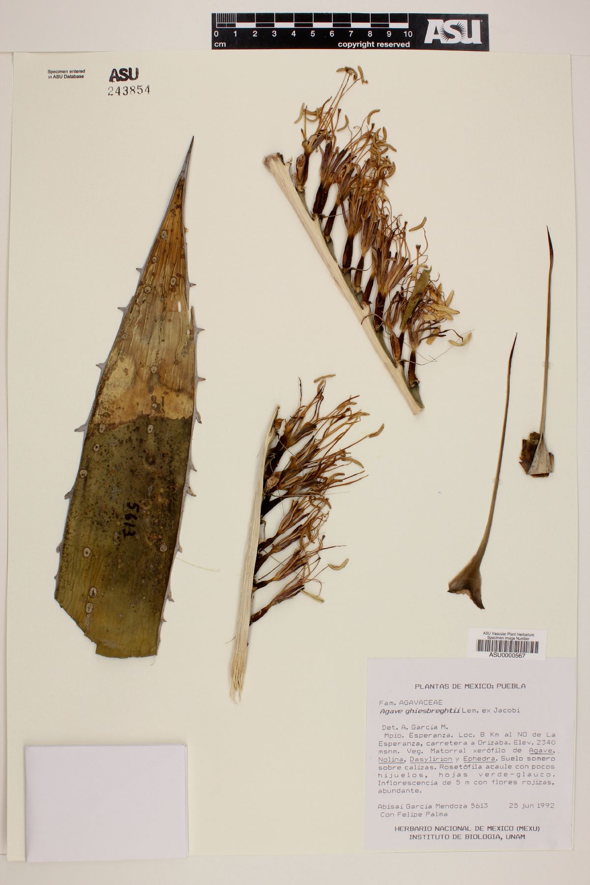 Agave ghiesbreghtii image