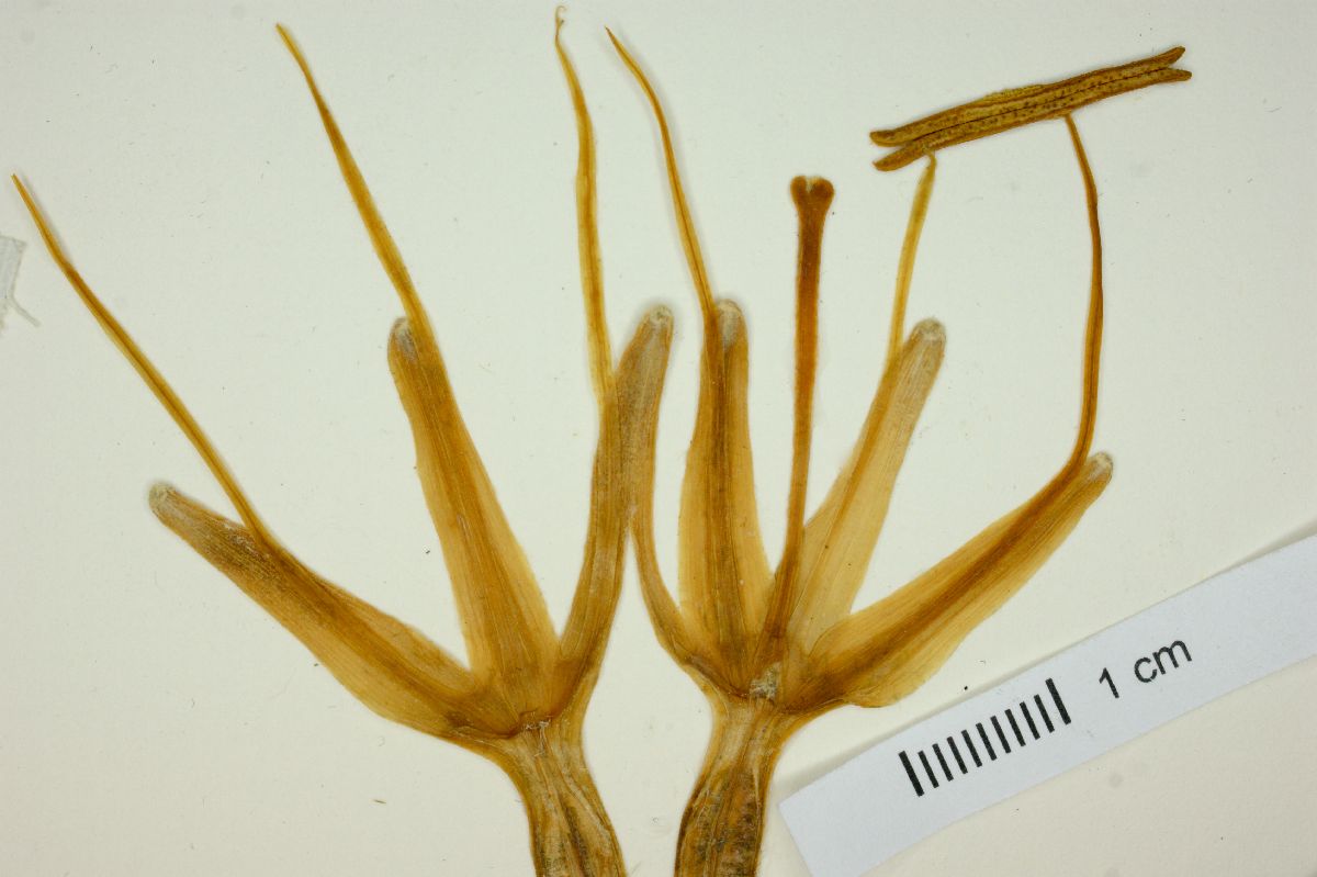 Agave gigantensis image