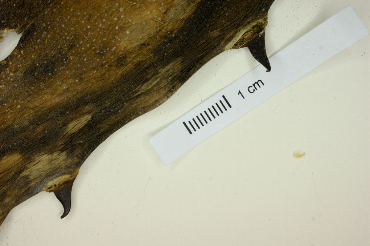Agave gigantensis image