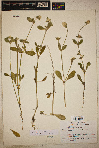 Gomphrena nitida image