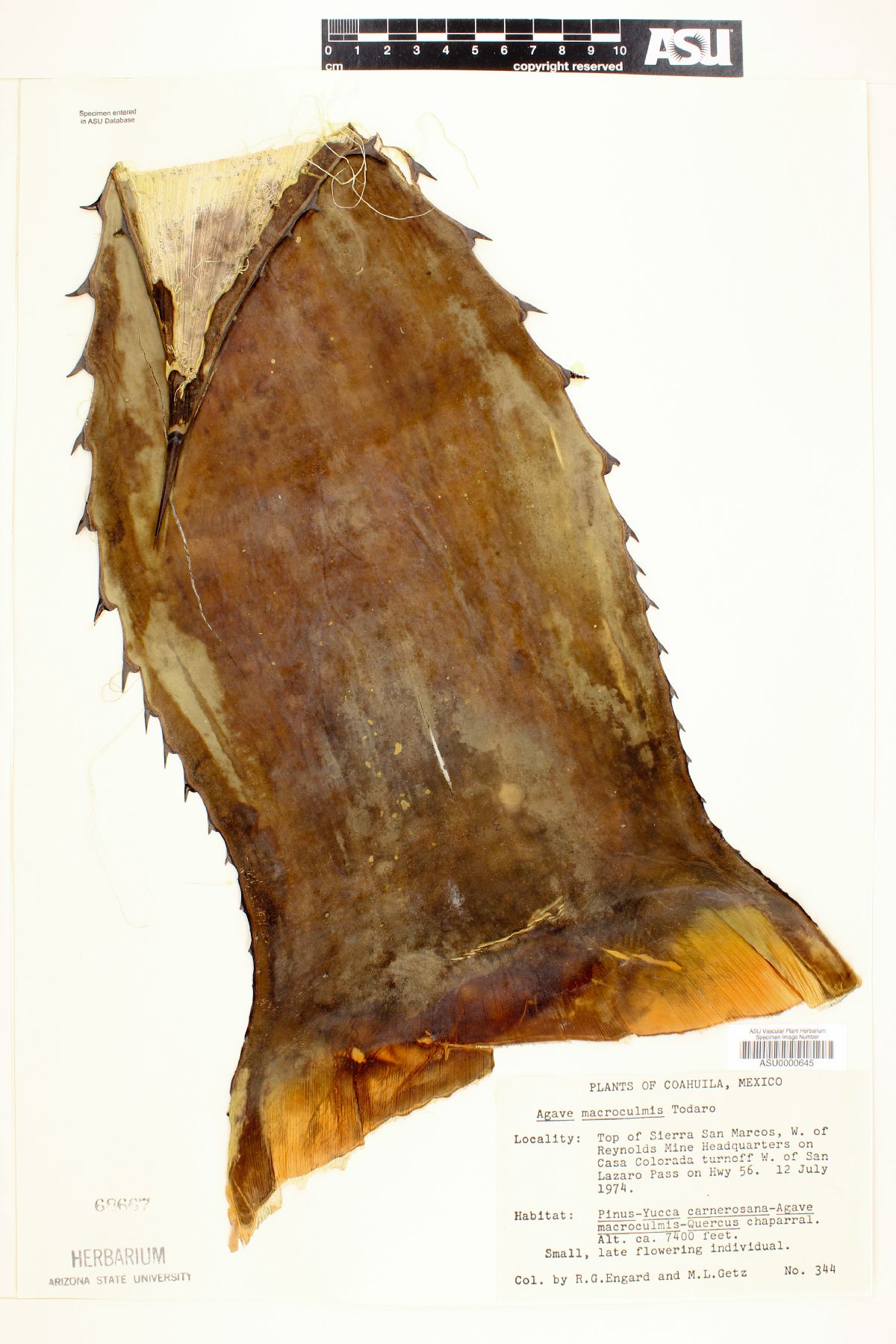 Agave macroculmis image