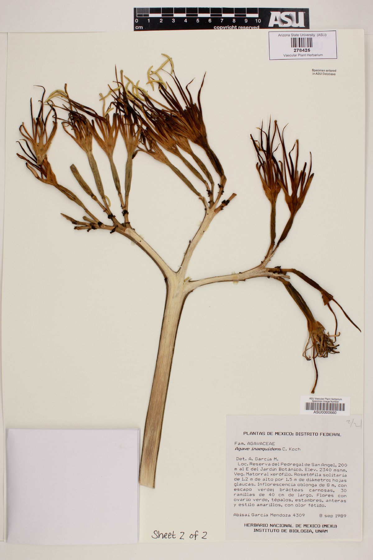 Agave inaequidens image