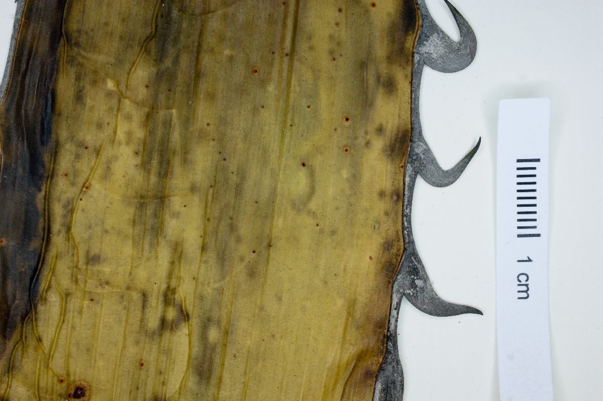 Agave horrida image