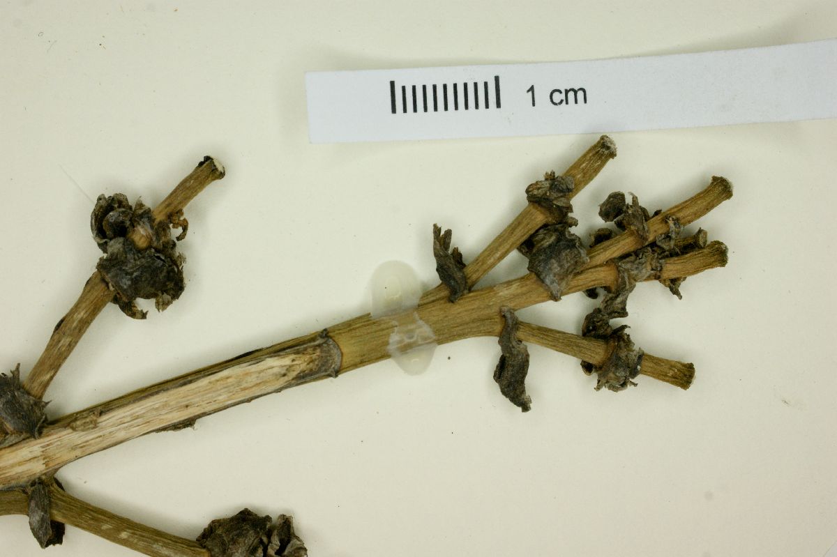 Agave hookeri image