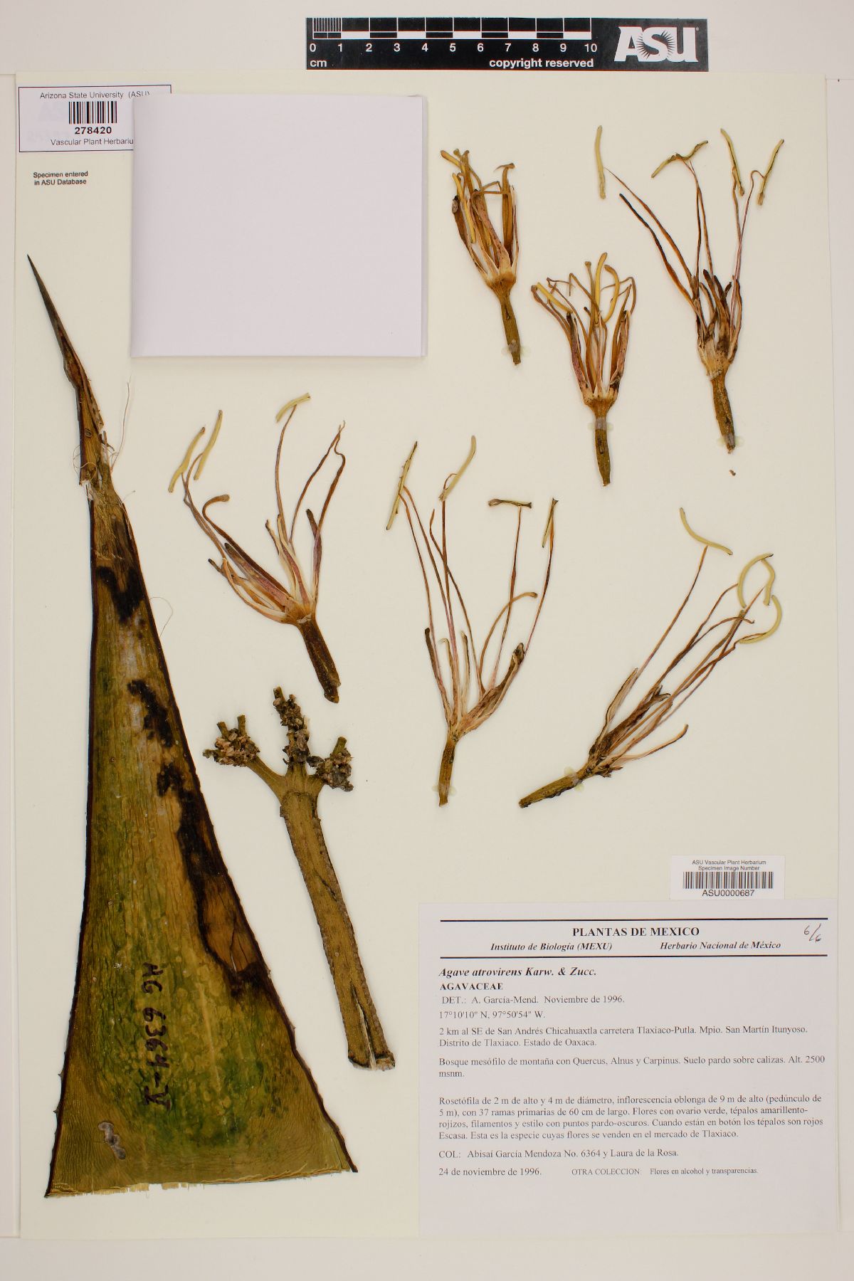 Agave atrovirens image