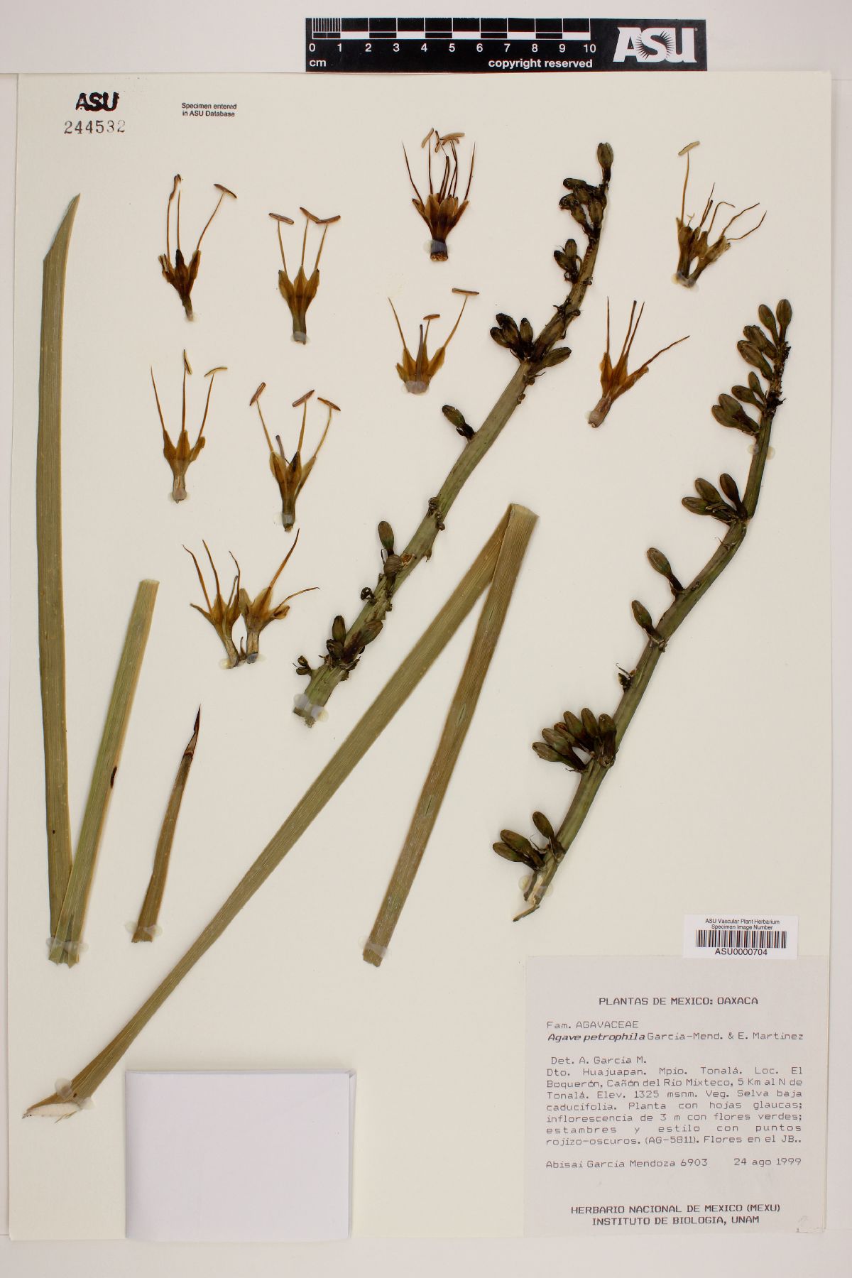 Agave petrophila image