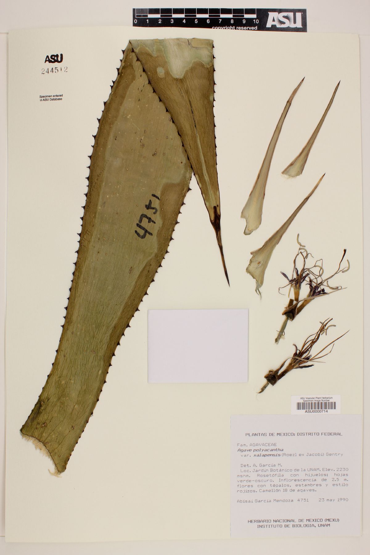 Agave polyacantha var. xalapensis image