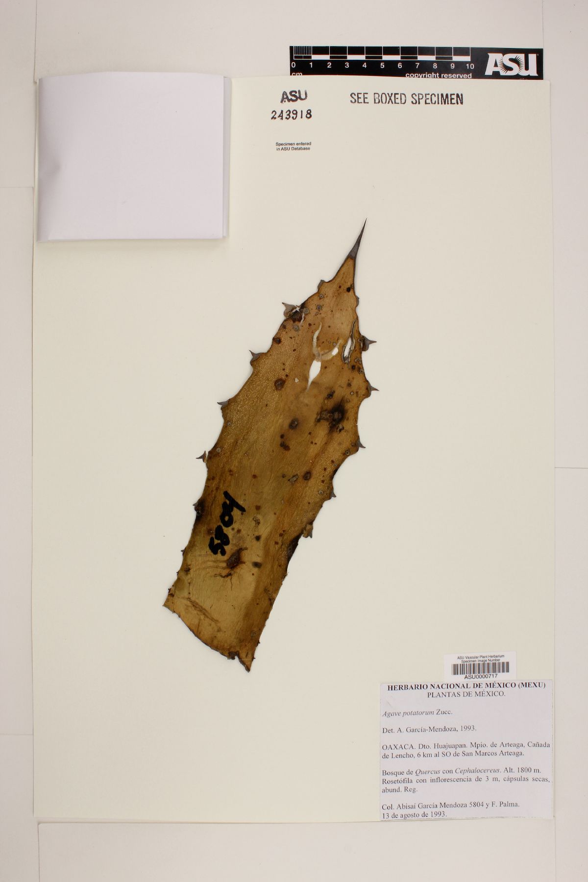 Agave potatorum image