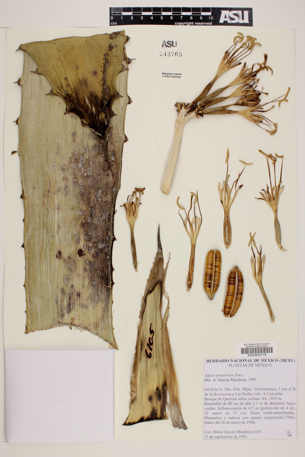 Agave potatorum image