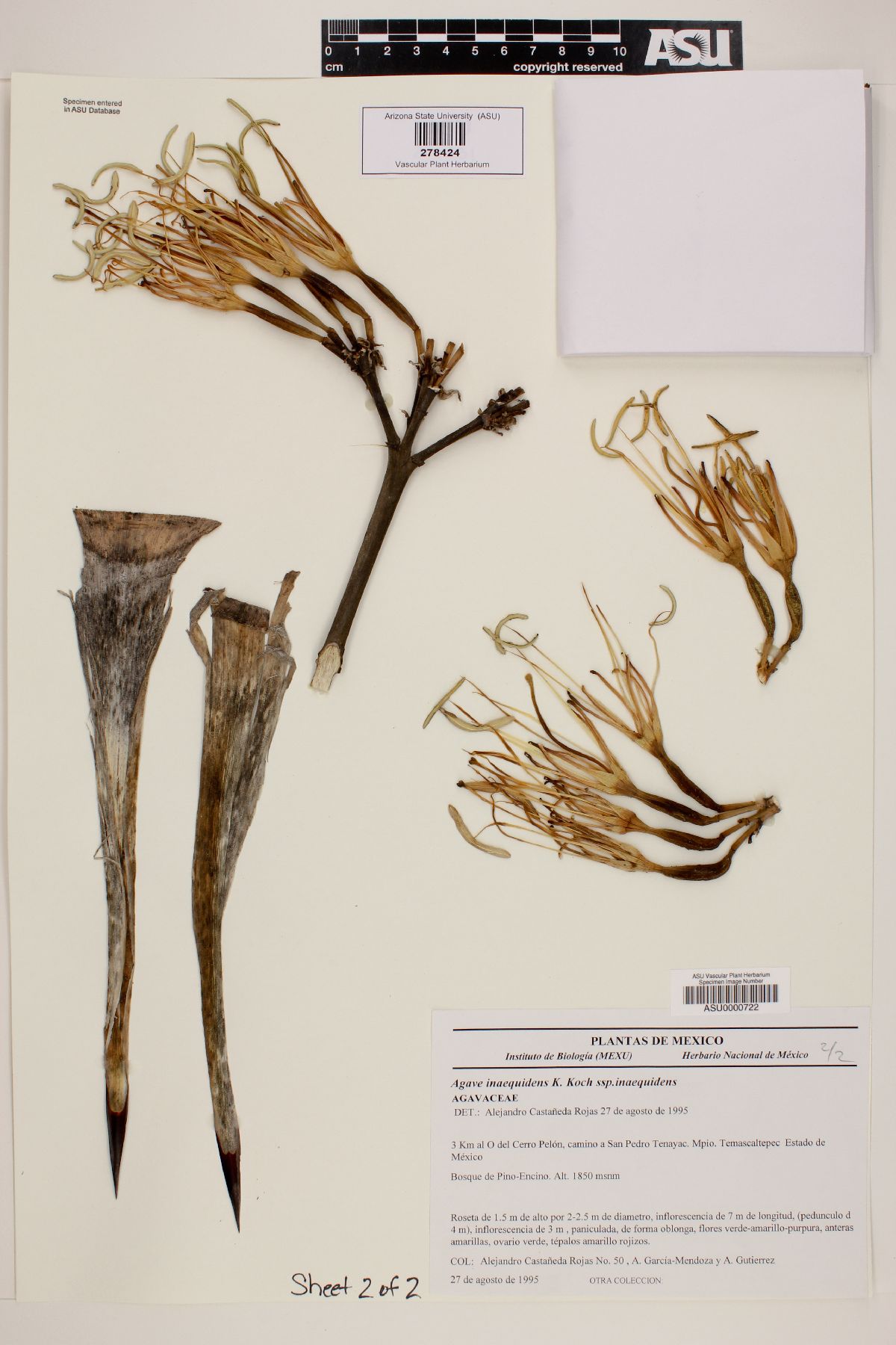 Agave inaequidens subsp. inaequidens image