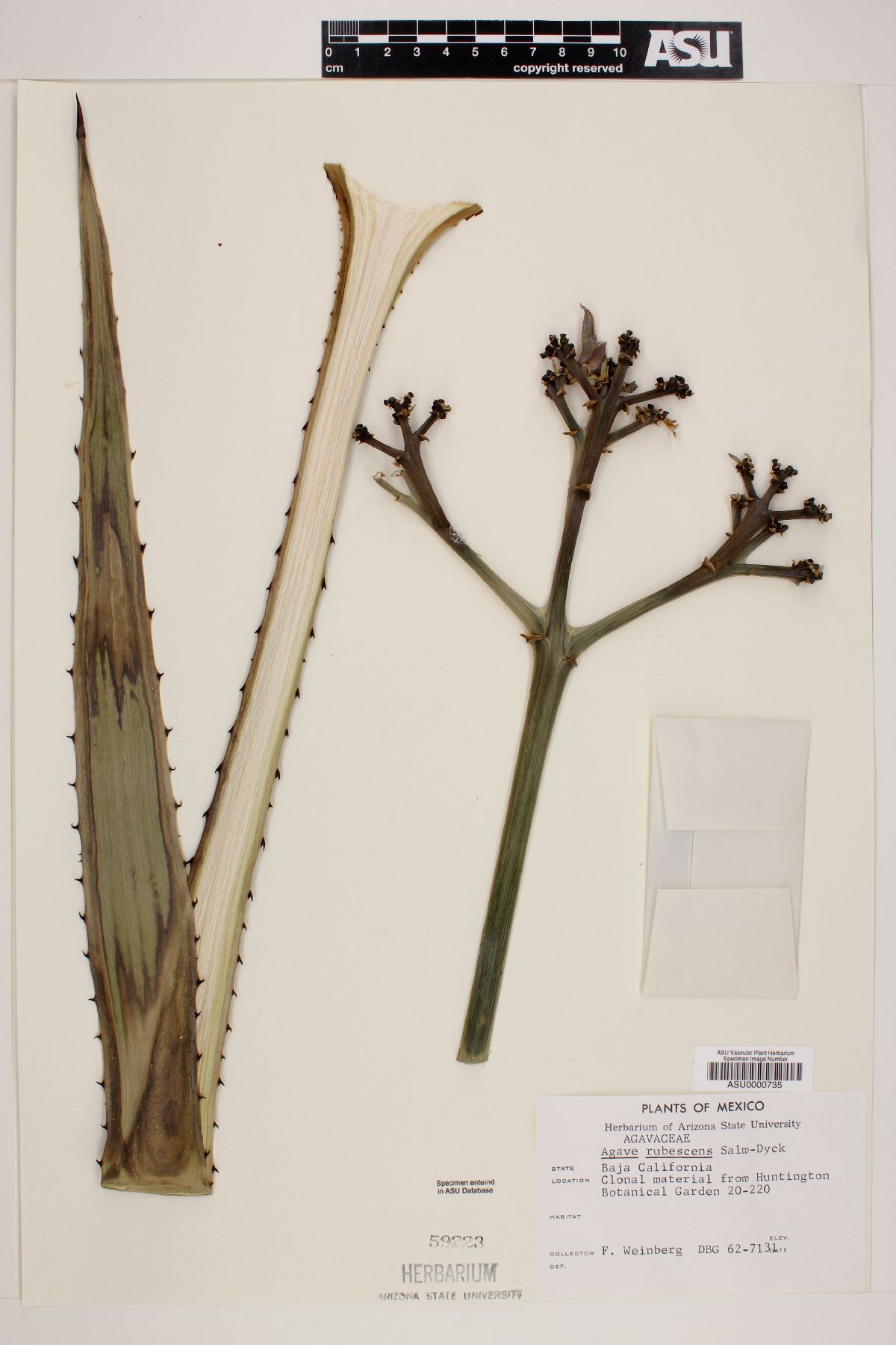 Agave rubescens image