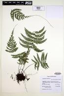 Asplenium radicans image