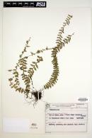 Asplenium mucronatum image