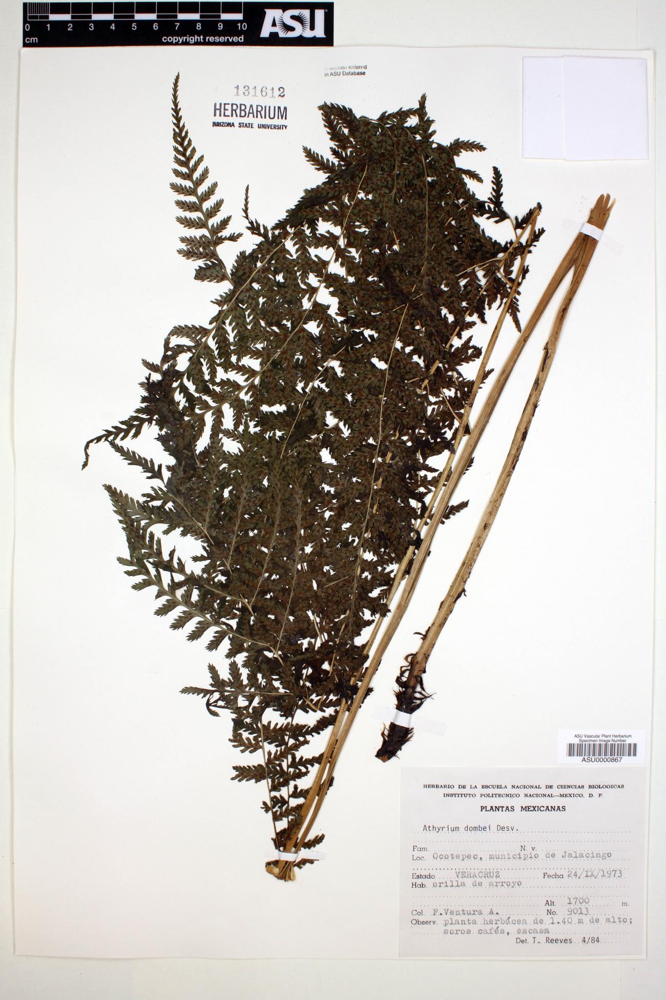 Athyrium dombei image