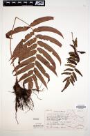 Blechnum falciforme image