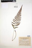 Blechnum occidentale image