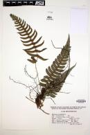 Blechnum occidentale image