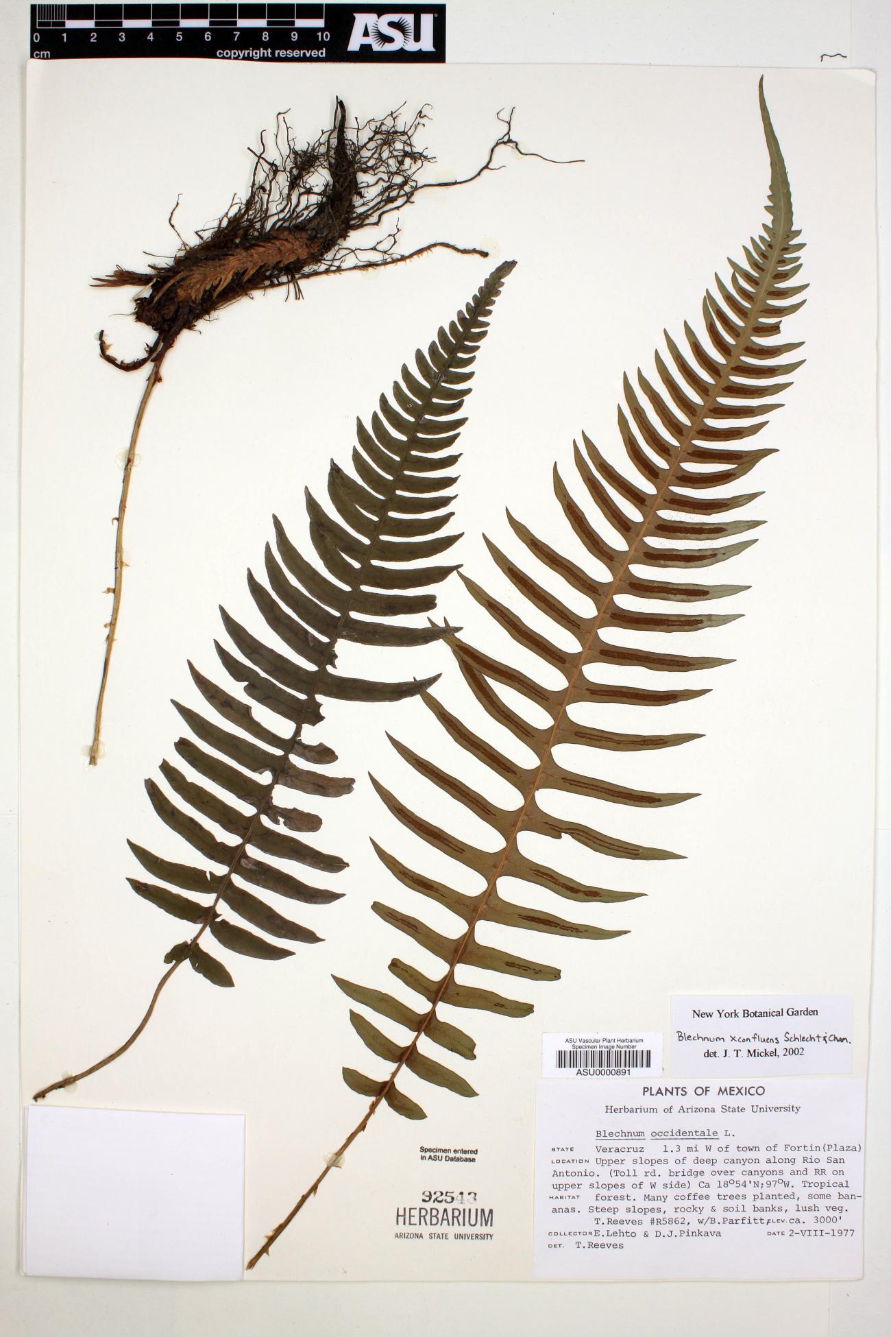 Blechnum confluens image