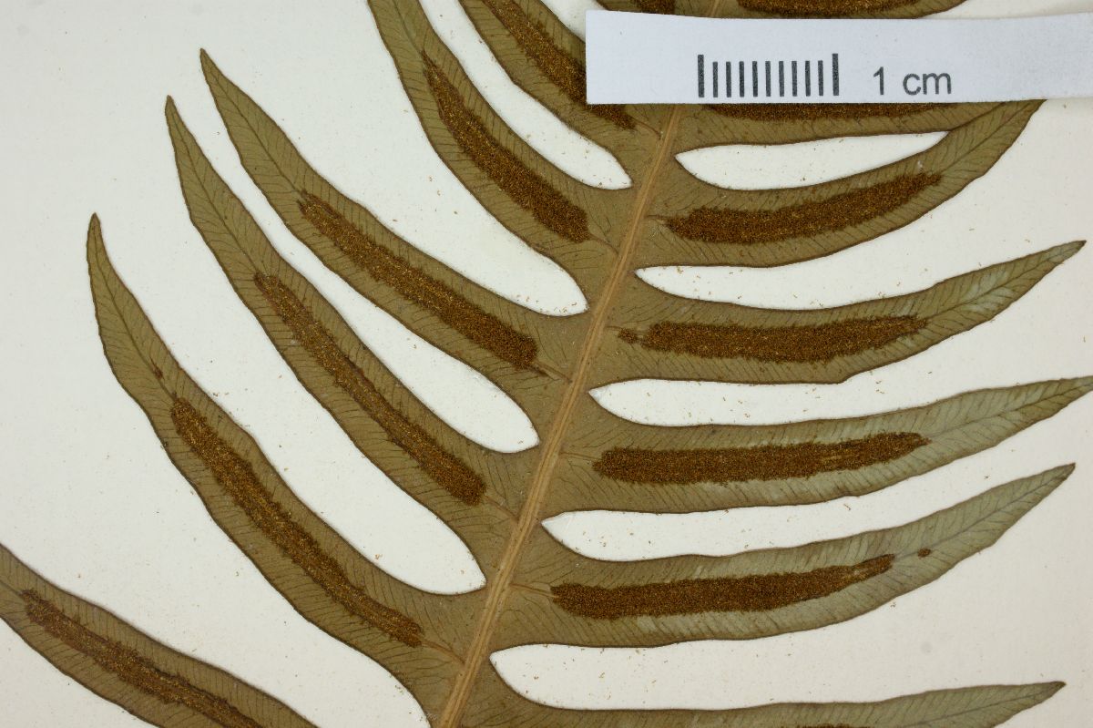 Blechnum confluens image