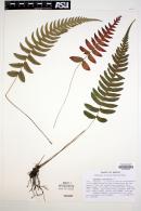 Blechnum occidentale image