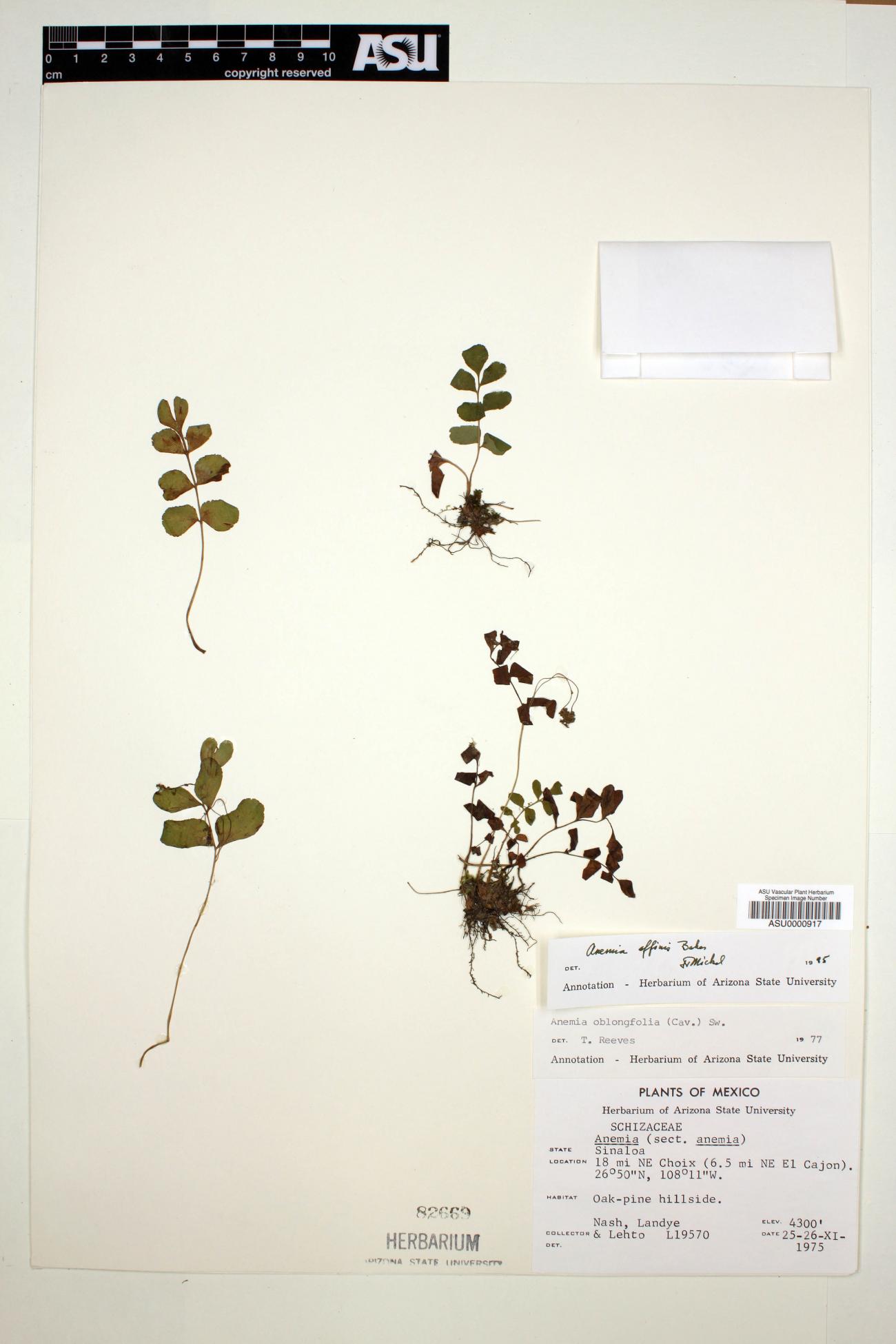 Anemia affinis image