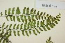 Asplenium formosum image