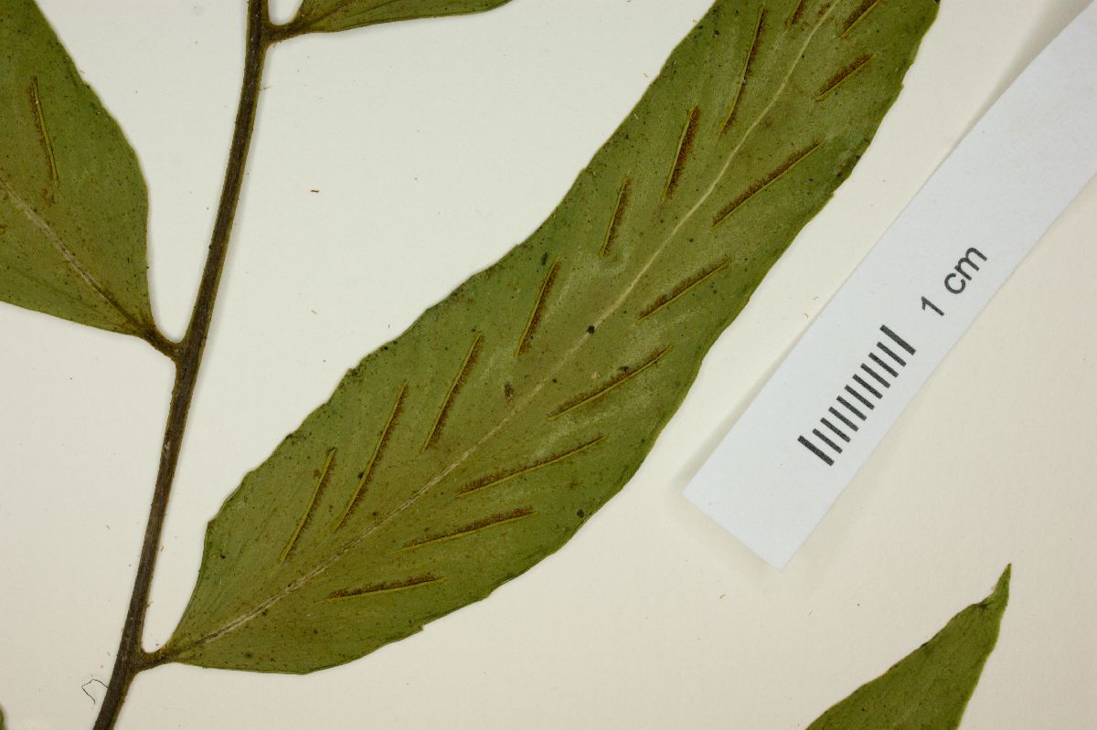 Asplenium juglandifolium image