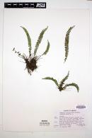 Asplenium monanthes image