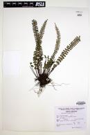 Asplenium monanthes image