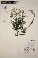 Andrographis paniculata image