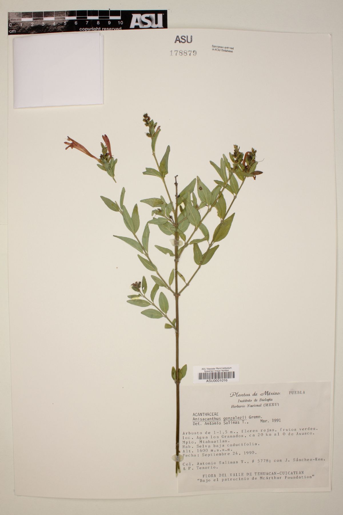 Anisacanthus gonzalezii image