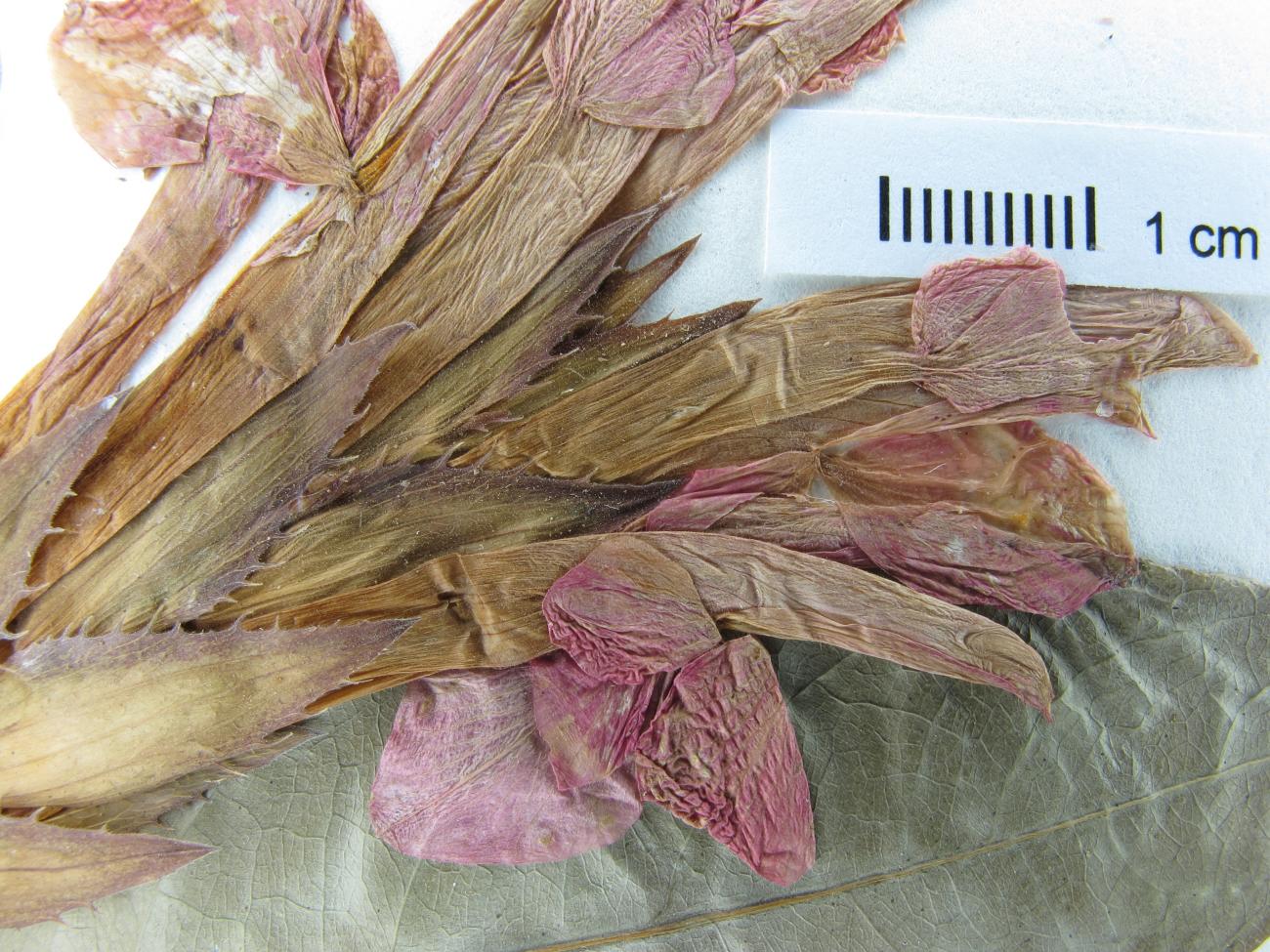 Aphelandra aurantiaca image