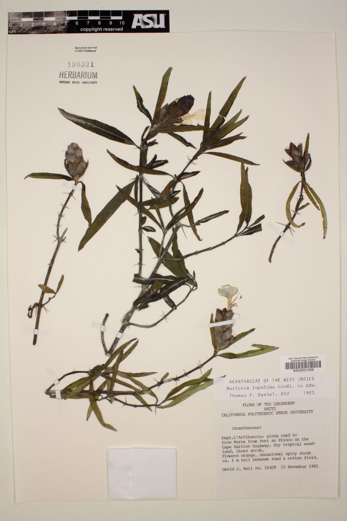 Barleria lupulina image