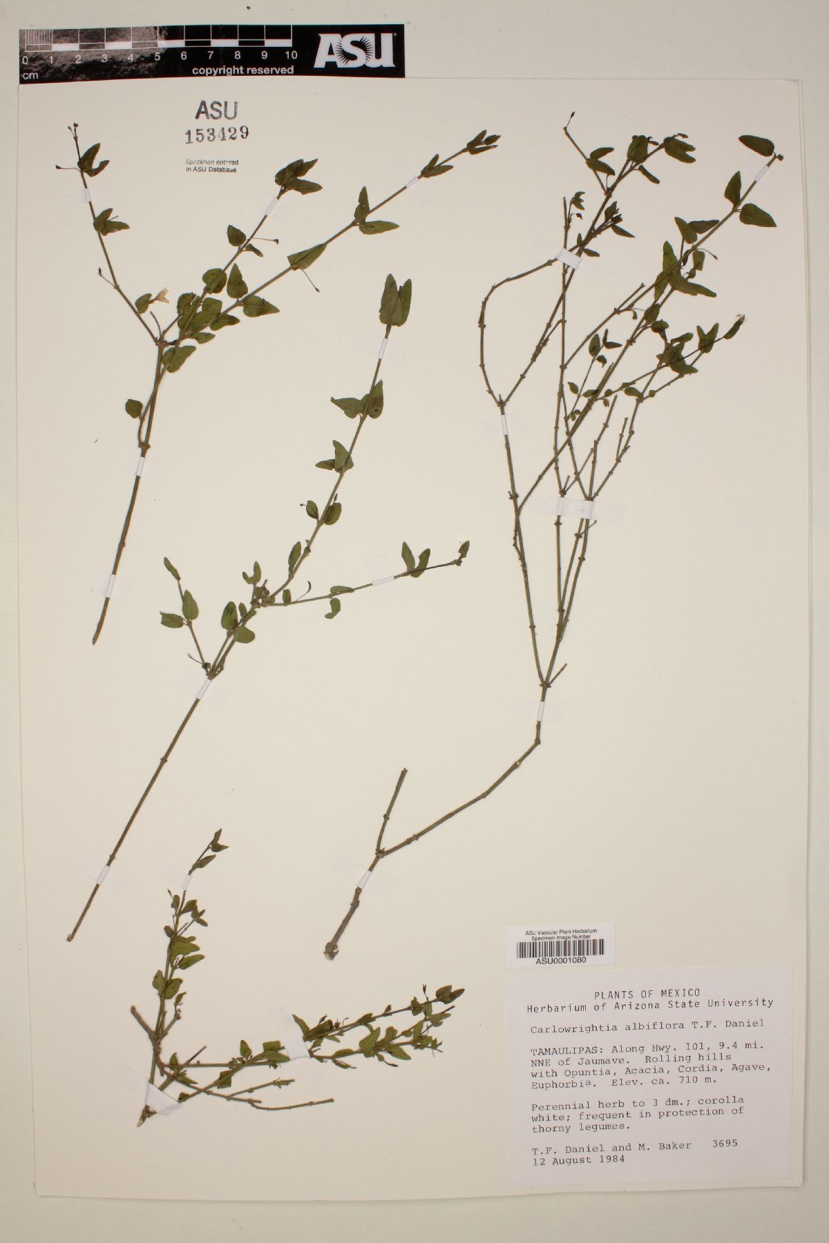 Carlowrightia albiflora image