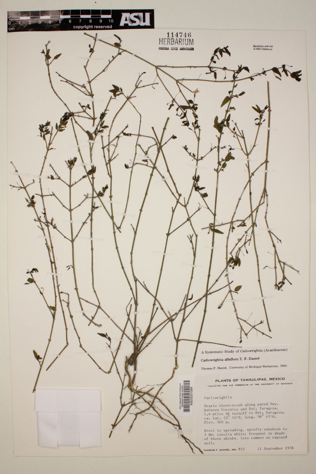 Carlowrightia albiflora image