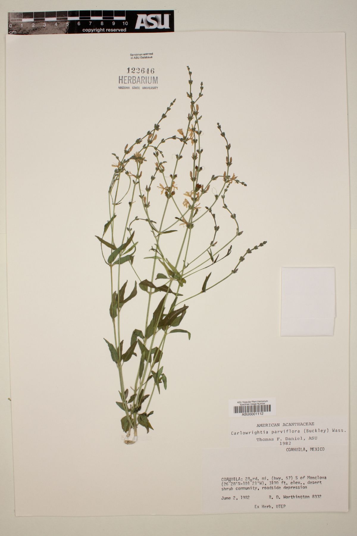 Carlowrightia parviflora image