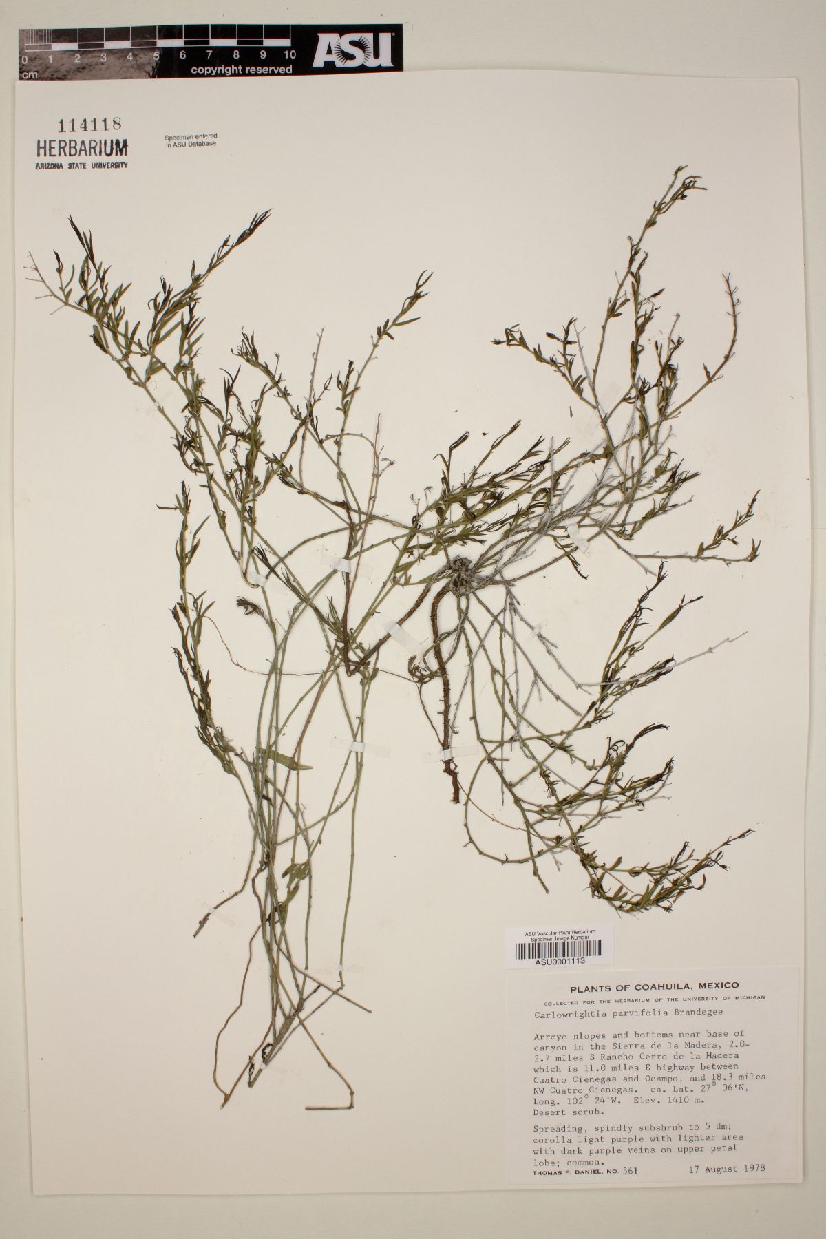 Carlowrightia parvifolia image