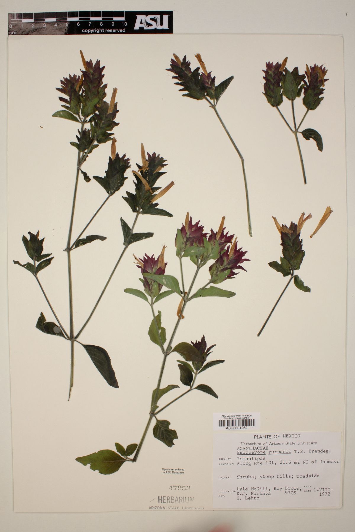 Beloperone purpusi image