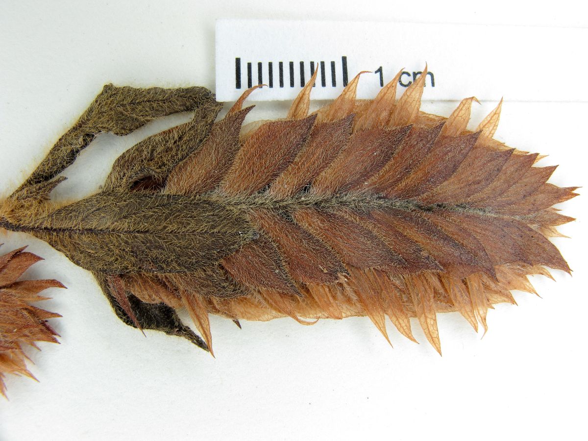 Lophostachys image