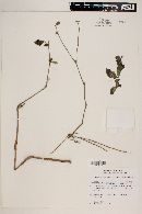 Pseuderanthemum praecox image