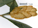 Pachystachys lutea image